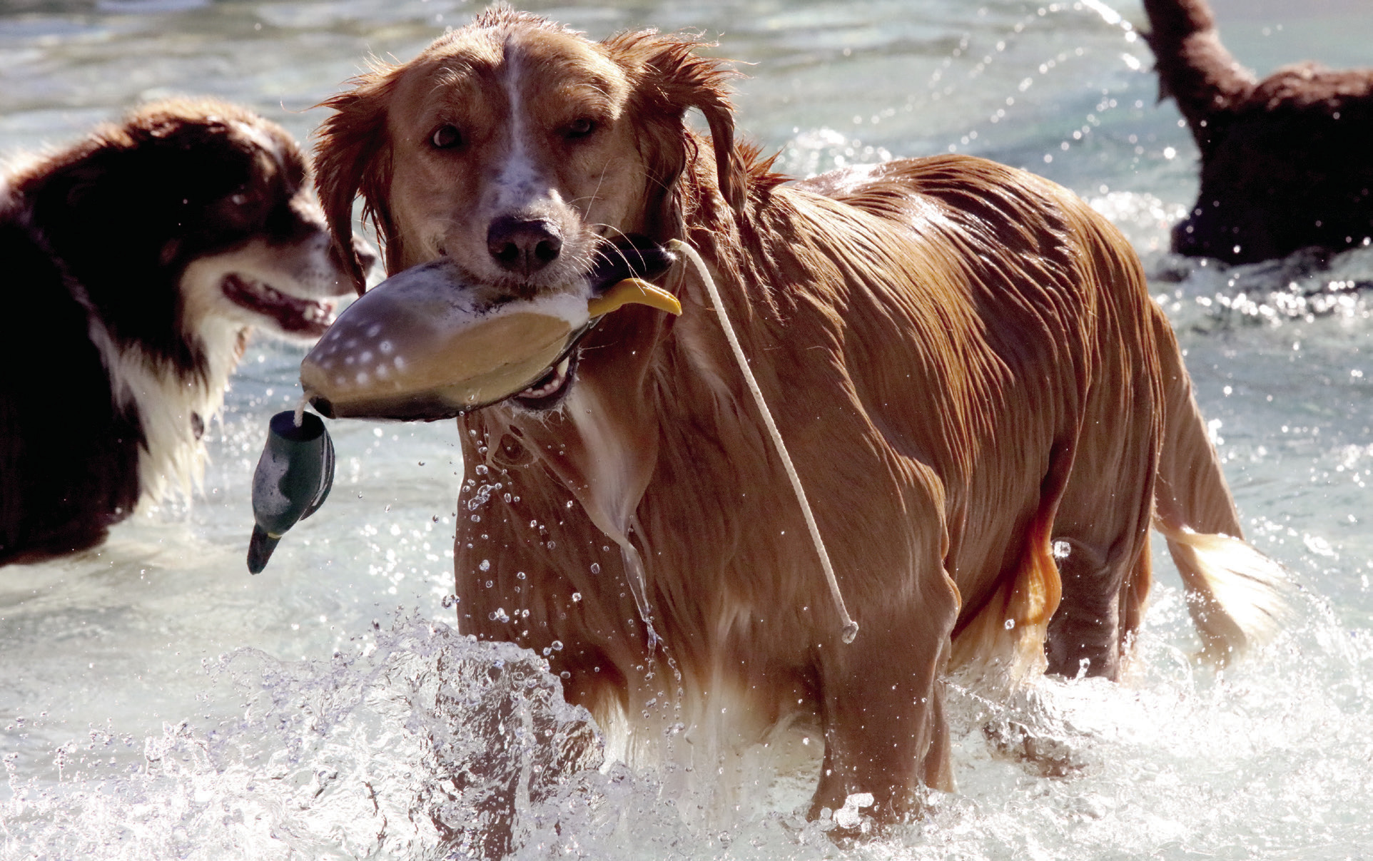 Doggies dip at YMCA’s swim day Cassville Democrat