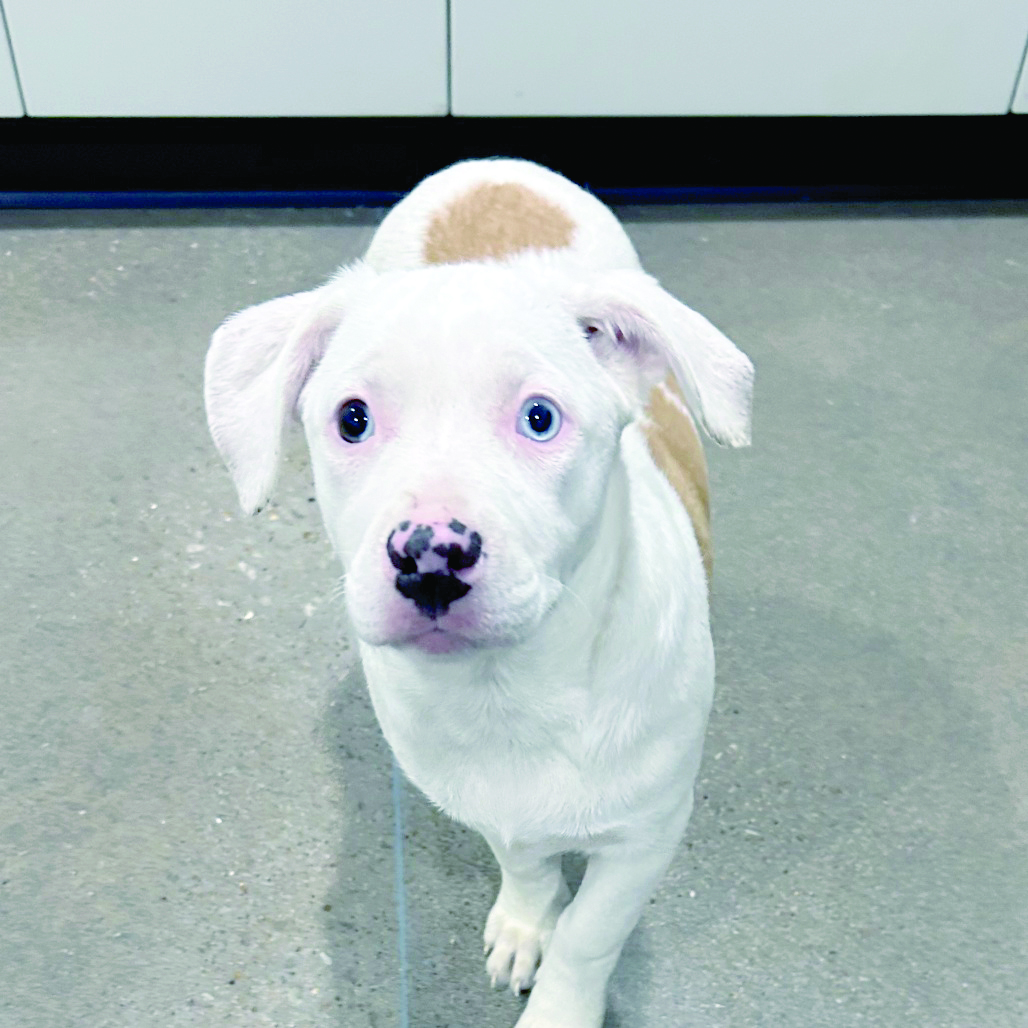 Meet Rolly Haven of the Ozarks Pet of the Week, Jan. 28 - Cassville Democrat
