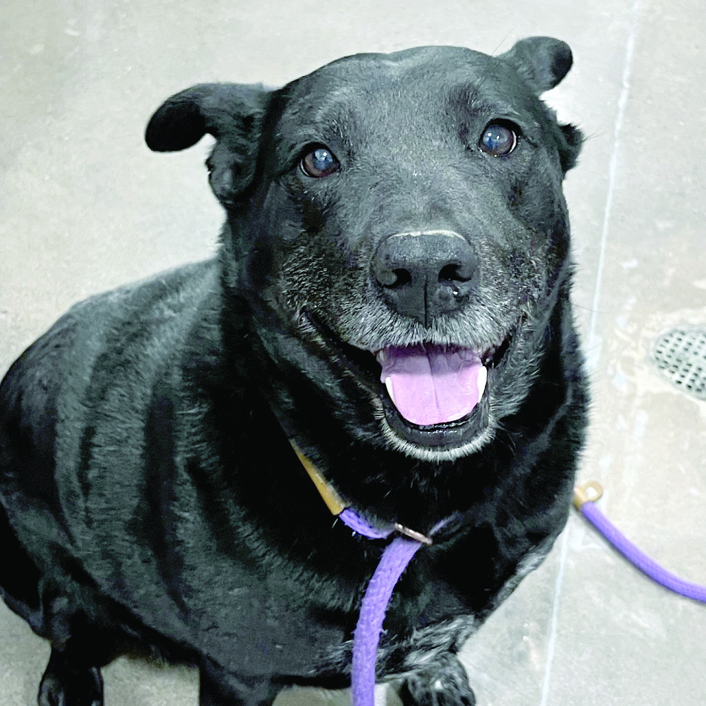 Haven of the Ozarks Pet of the Week, May 27