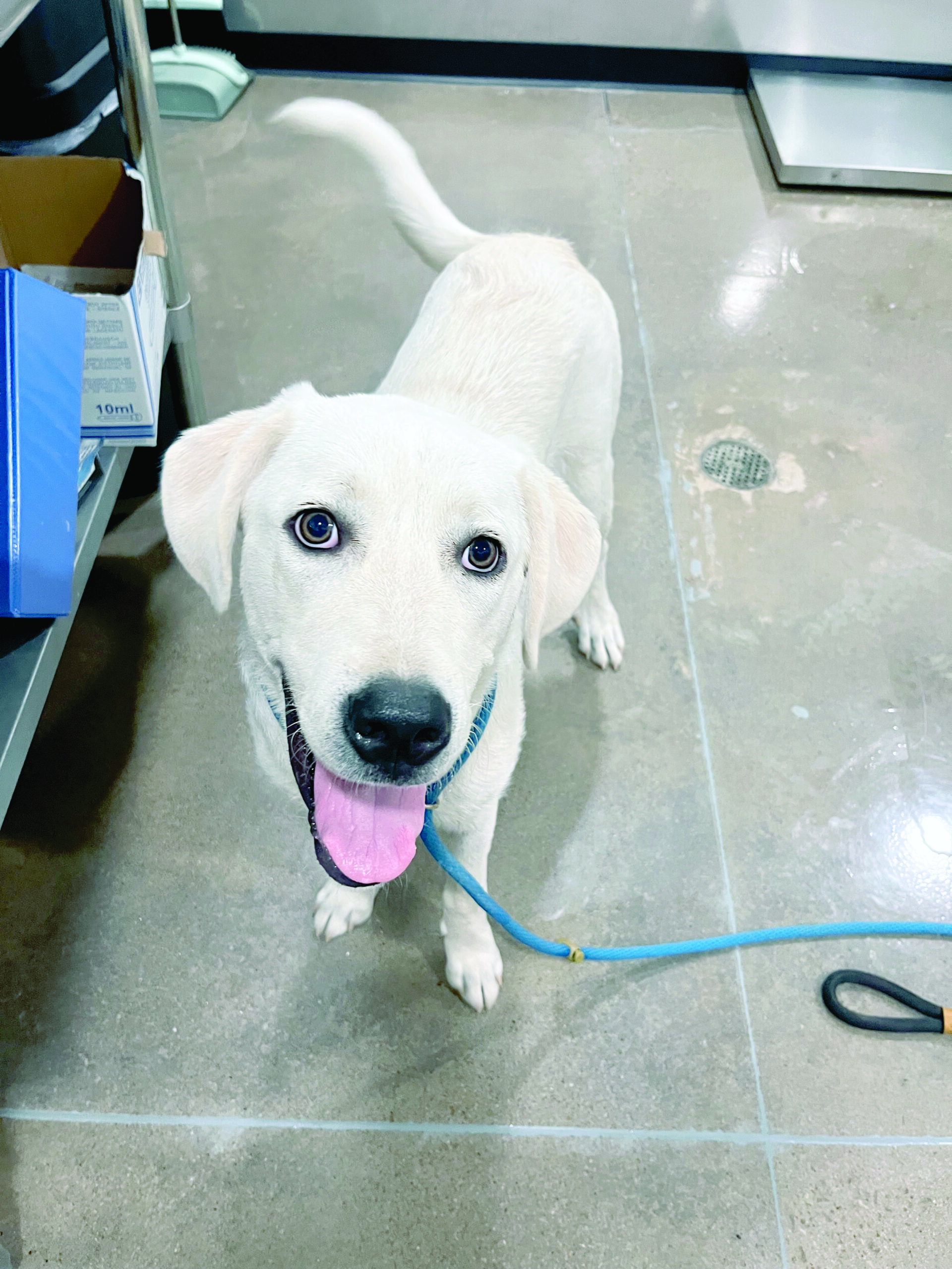 Haven of the Ozarks Pet of the Week, July 15