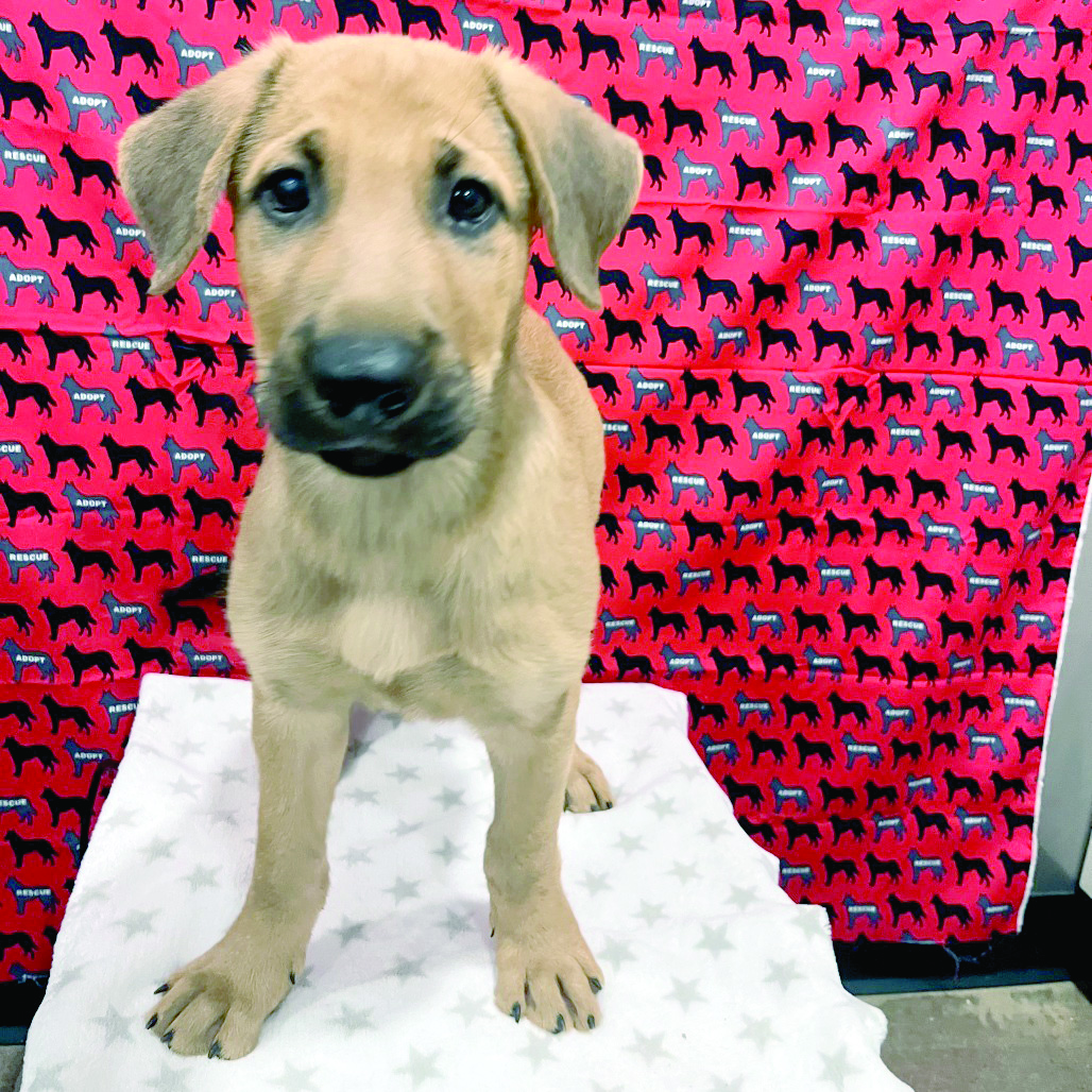 Haven of the Ozarks Pet of the Week, Sept. 2