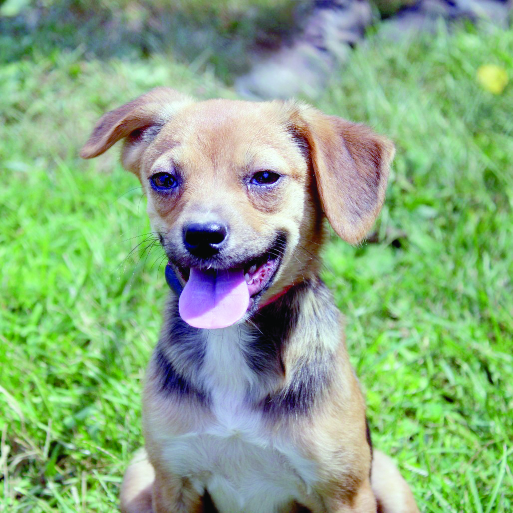 Haven of the Ozarks Pet of the Week, Sept. 9