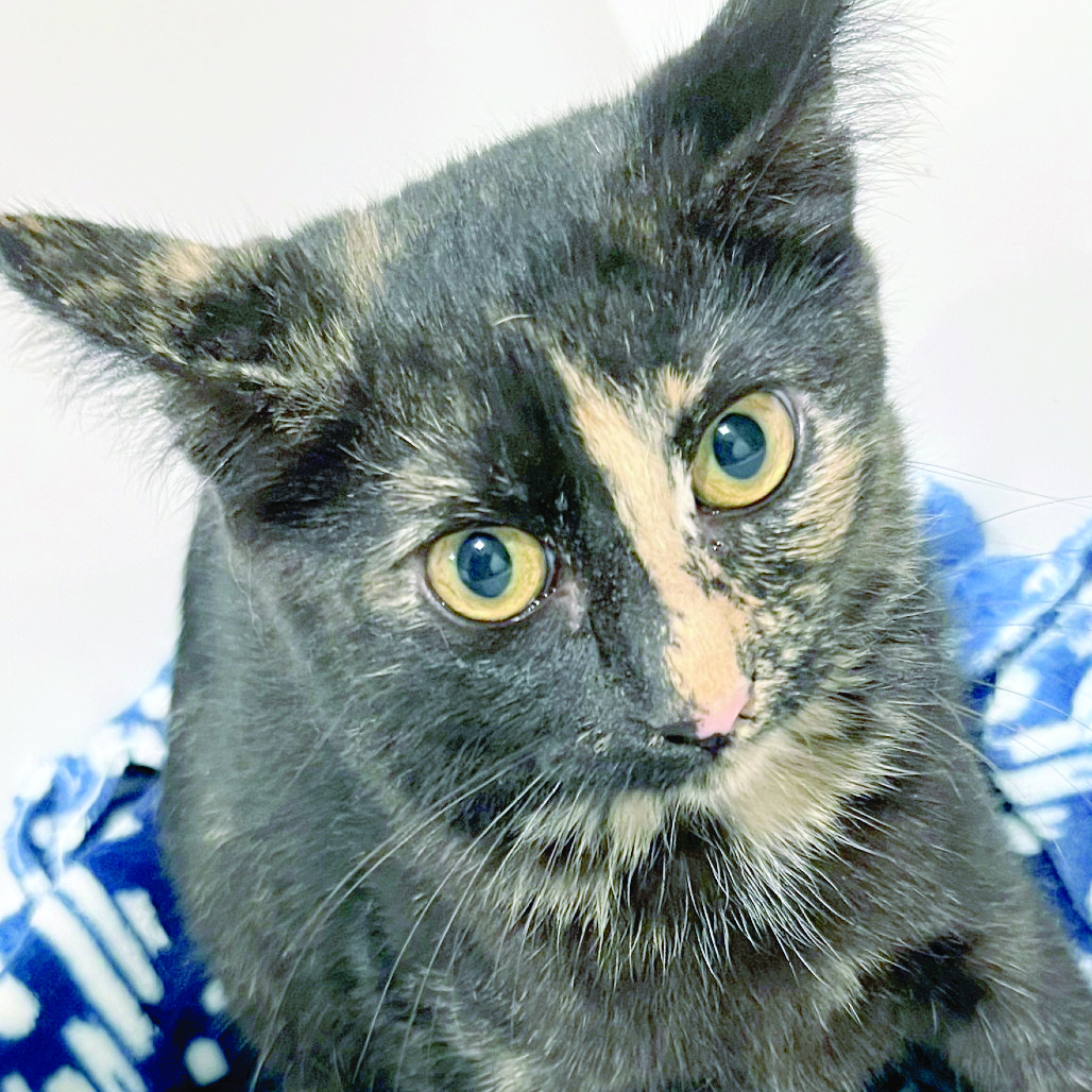 Haven of the Ozarks Pet of the Week, Oct. 28
